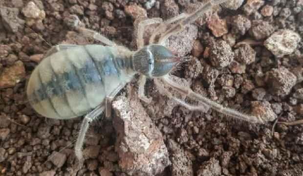 Hakkari’de yeni böğü türü keşfedildi
