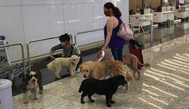 İstanbul Havalimanı’nda ücretsiz evcil hayvan odası 24 saat hizmet veriyor