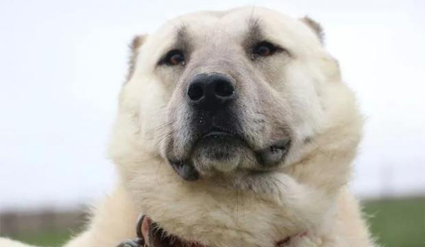 Kangal ve Akbaş almak isteyenlere 1 yıl sonraya gün veriliyor!