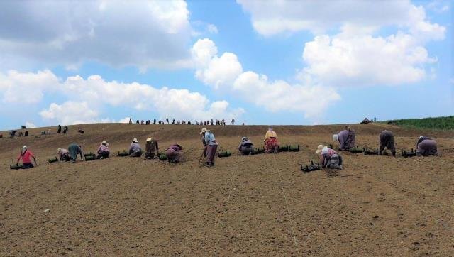 Kocaeli’de 2,5 milyon tıbbi ve aromatik bitki fidesi toprakla buluştu