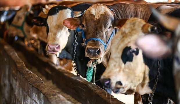 Kurban hazırlıkları İstanbul’da başladı: Besiciler müşterilerini bekliyor