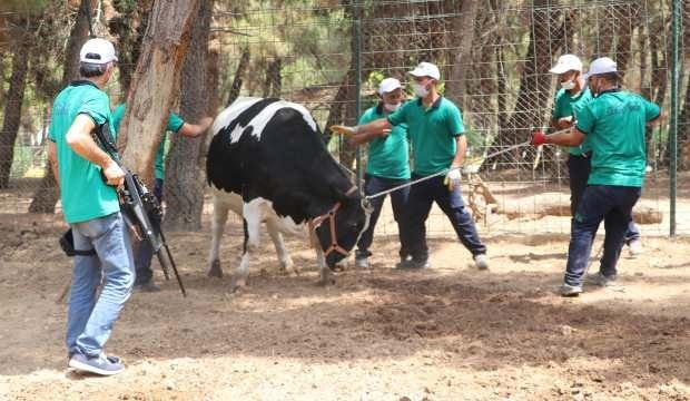 ‘Kurban yakalama timi’ göreve hazır
