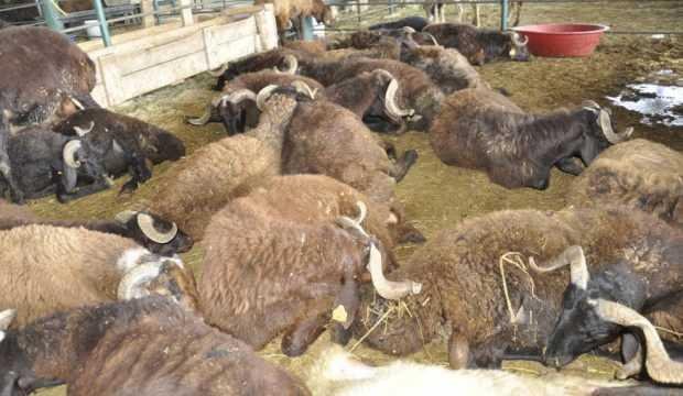 Kurbanlıklar elde kaldı, fiyatlar düştü