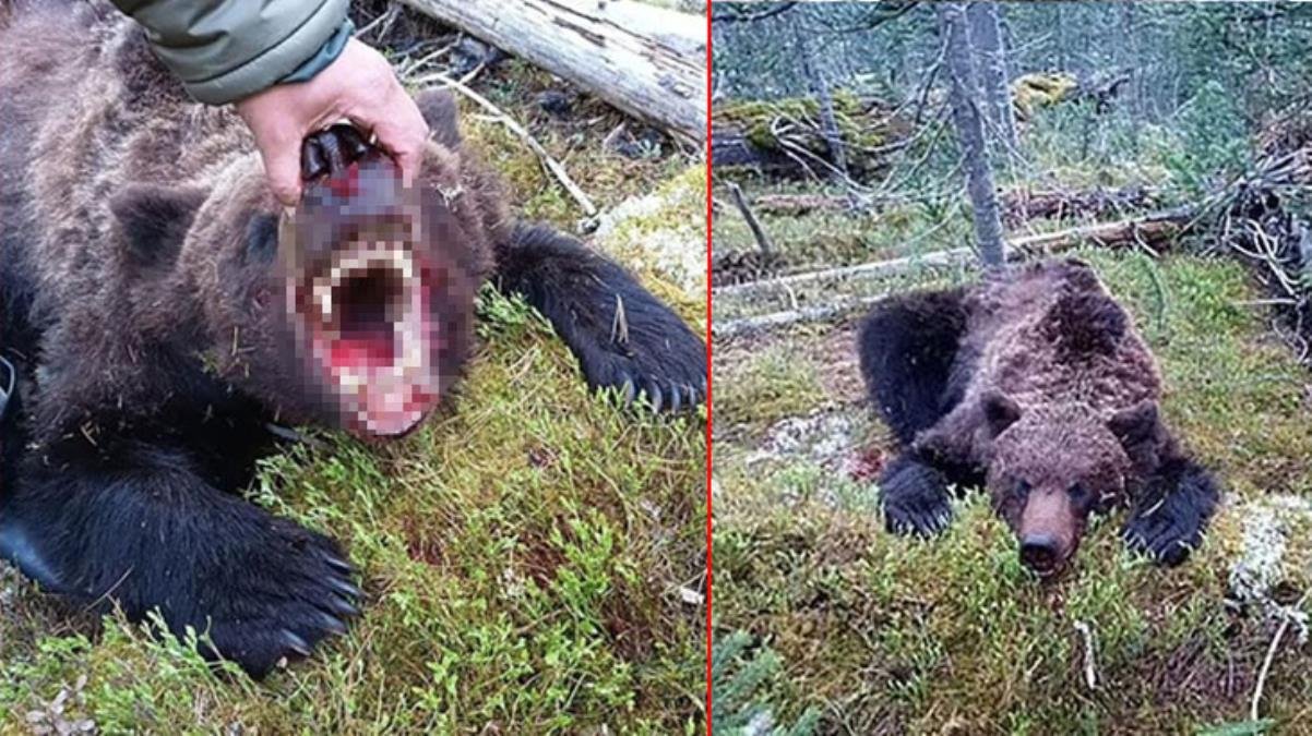 Rusya’da dehşete düşüren olay! Canavar ayı, 16 yaşındaki çocuğu parçalara ayırıp yedi