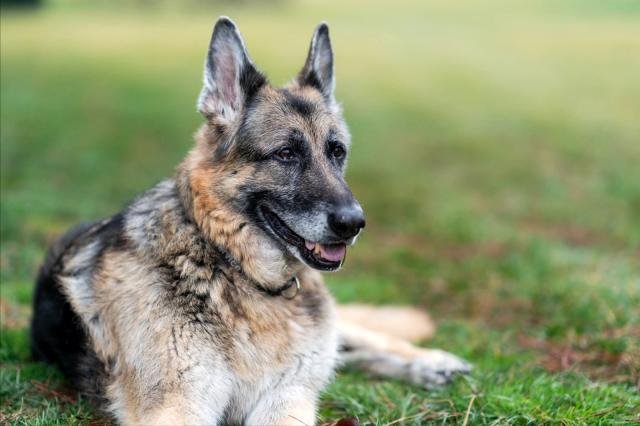 Son dakika! Biden ve First Lady Jill Biden’ın köpeği Champ öldü