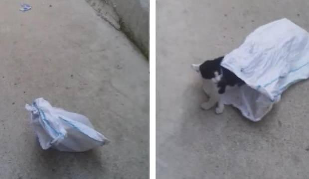 Sultangazi’de kediyi çuvala koyup evin bahçesine attılar