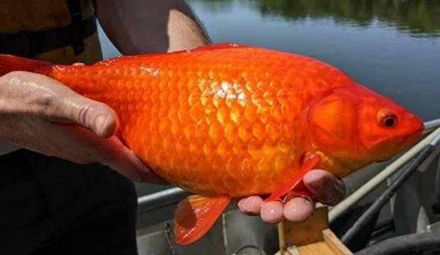 Süs balığı felaketi! ‘Heves kaçınca’ atılıyor, bakın neye yol açıyor…