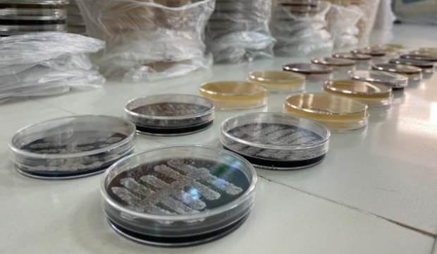 Türk bilim insanları, 6 ülkede 60 yeni tür bakteri keşfetti