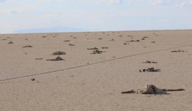 Tuz Gölü’nde yavru flamingo katliamı