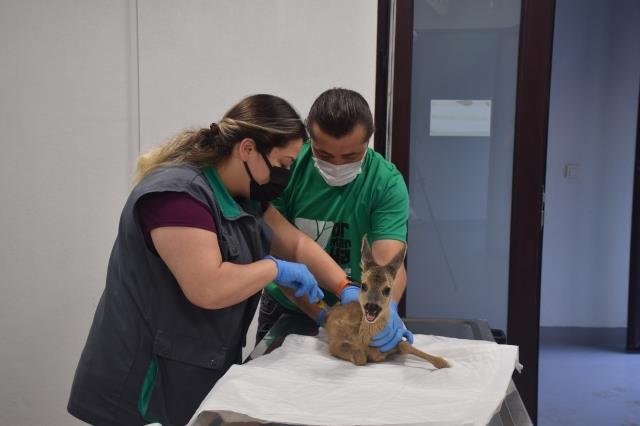 Yaralı yabani hayvanların bakım ve tedavisi Ormanya’da emin ellerde