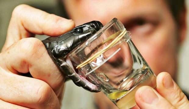 Yılan zehriyle kanamayı durduran yapıştırıcı