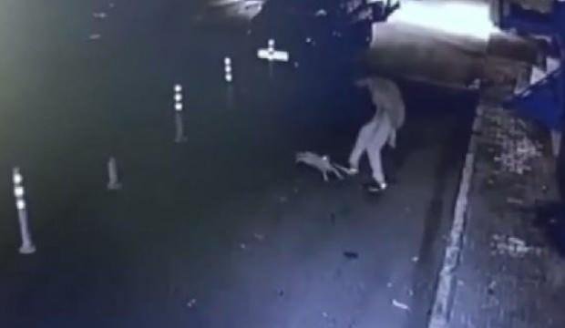 Bağcılar’da dehşet! Sokak kedisini pitbulla parçalattılar