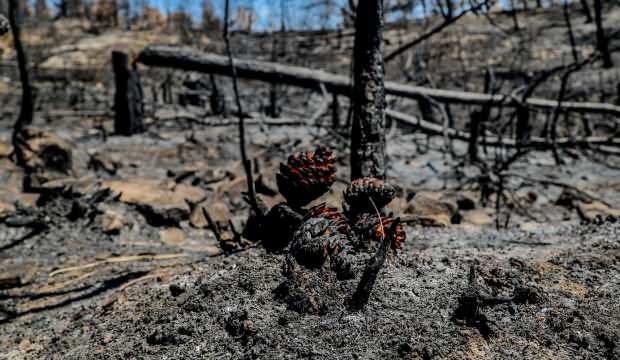 Bakan Pakdemirli: Yanan ormanlar 3-5 yılda yeşile dönecek