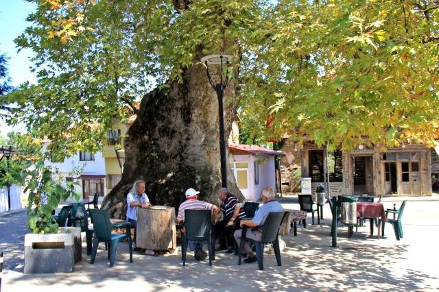 Bin 231 yıllık anıt çınar, bunaltıcı havalarda köylünün kliması oldu