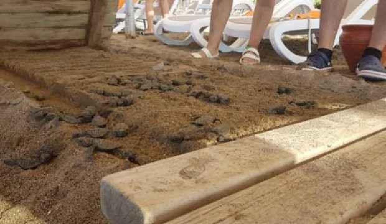 Caretta caretta yavrularının ölü bulunduğu otelle ilgili soruşturma
