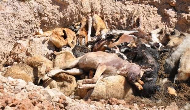 CHP ve İYİ Parti barınaktaki vahşete ‘dur’ demek yerine yalan ve iftira siyasetini seçti