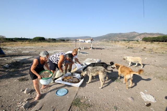 Emekli olduktan sonra sokak hayvanları için çalışmaya başladı