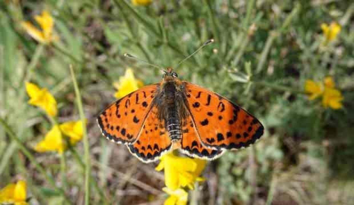 Erzincan Binali Yıldırım Üniversitesi’nden Türkiye’de bir ilk!
