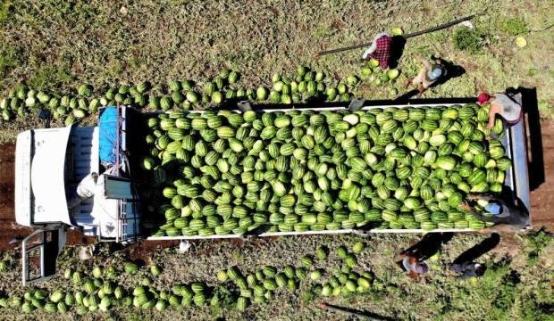 Erzincan’da karpuz hasadı başladı