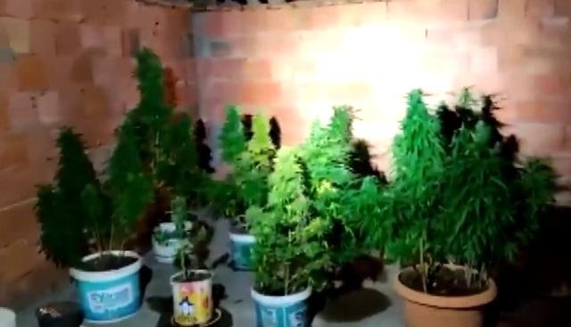 Ev değil kenevir tarlası