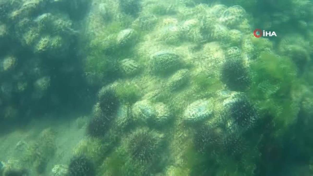 Gebze’de balıkçılar deniz altındaki müsilajdan şikayetçi