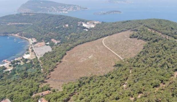 Heybeliada’da büyük orman yangınından 1 yıl sonra küle dönen alandaki değişim