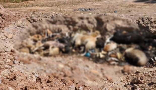 İBB hayvan barınağında vahşet: Çürümeye bırakılmış hayvan cesetleri bulundu