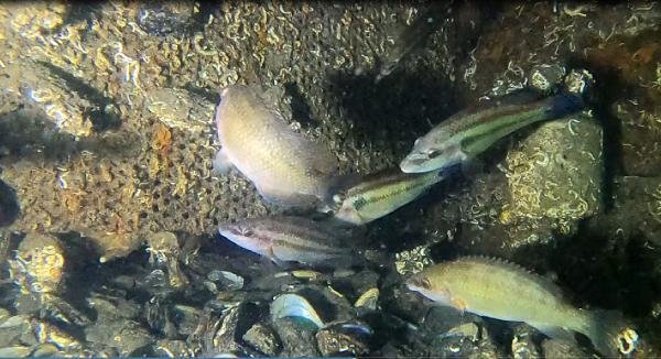 İzmit Körfezi’nde dalgıçlar, müsilajın etkisinin azaldığını tespit etti