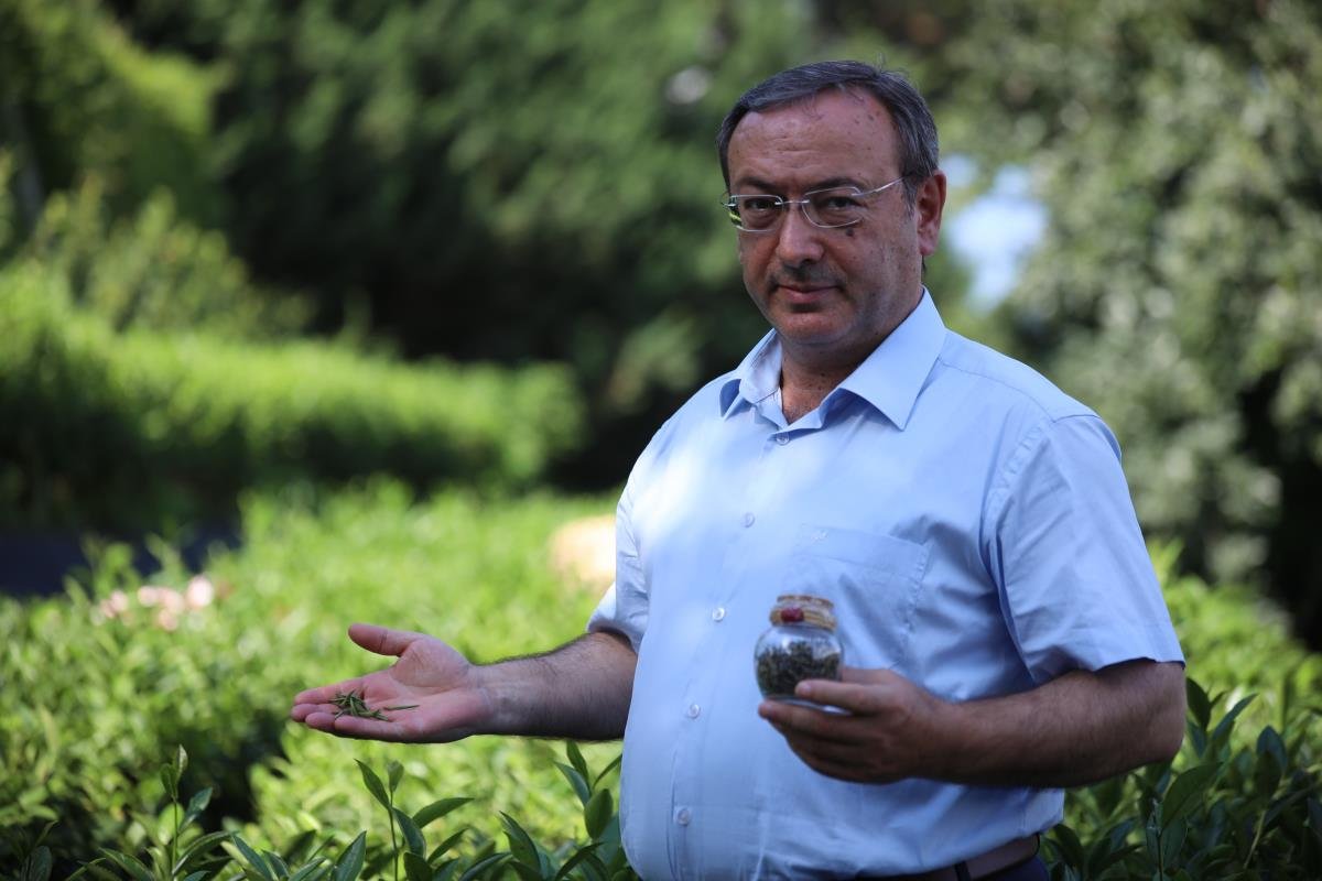Kilosu 4 bin TL’ye satılan beyaz çay, pandemide tükendi