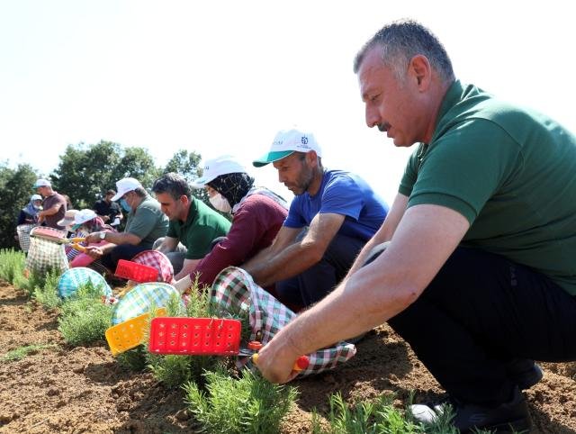 Kocaeli’de çiftçilerin yeni umudunda ilk hasat yapıldı