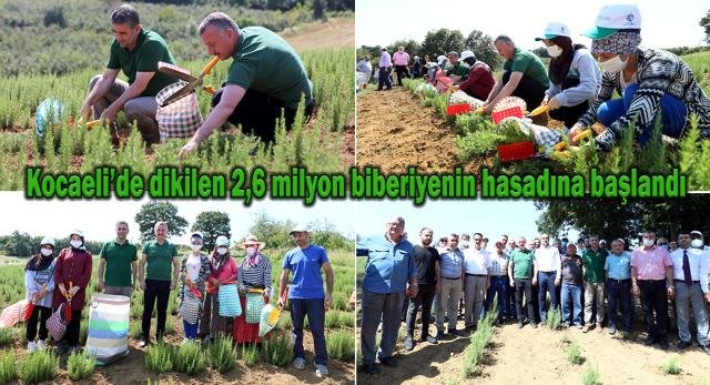 Kocaeli’de dikilen 2,6 milyon biberiyenin hasadına başlandı