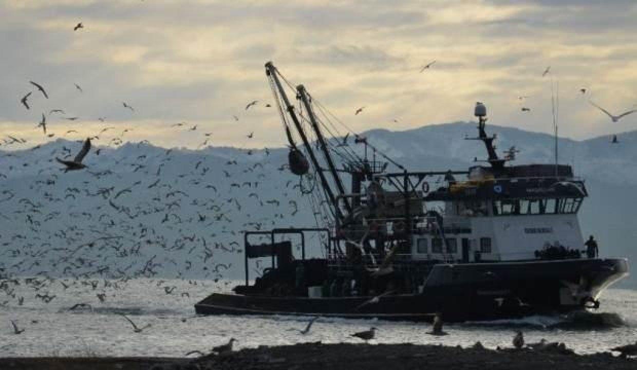 Marmara Denizi’nde hamsi, istavrit ve sardalya için dökme avcılık yasaklandı