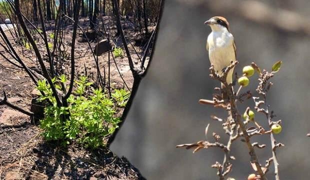 Muğla’da orman yangınının ardından ilk filizler çıktı