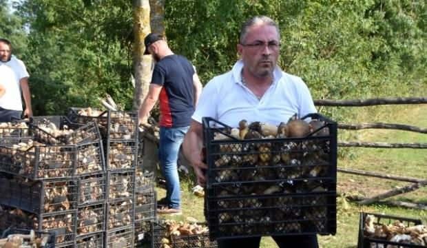 Ormandan adeta fışkırıyor! Günlük 600 lira kazanan var