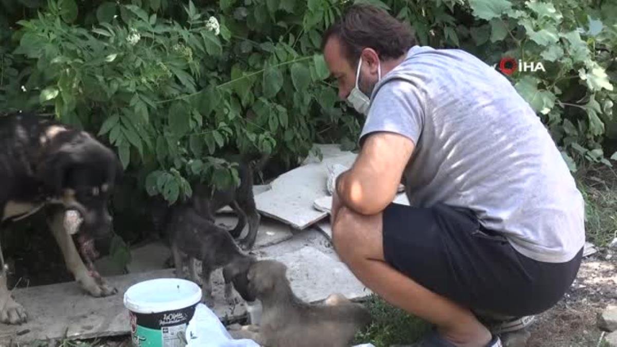 Ormanlara girişler yasaklanınca hayvanlar için harekete geçtiler