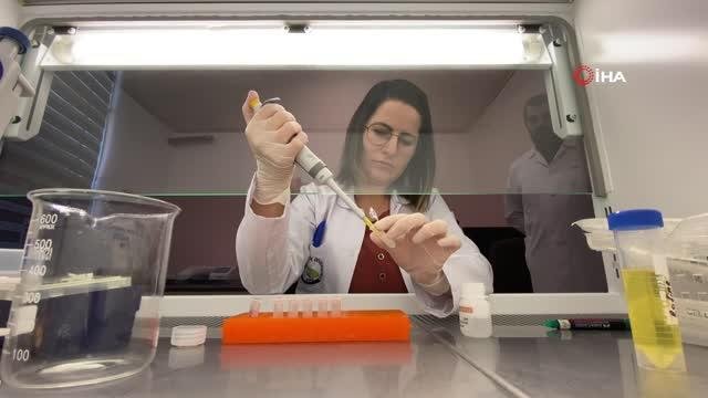 Profesörler keşfetti bor ve oleuropein, propolisle birleşti