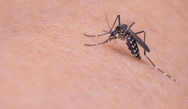 Son dakika haberi: Asya kaplan sivrisineği İstanbul’a yerleşti!