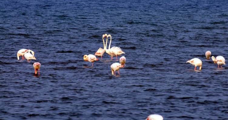 FLAMİNGO SÜRÜSÜ İZMİT KÖRFEZİ’NE RENK KATTI