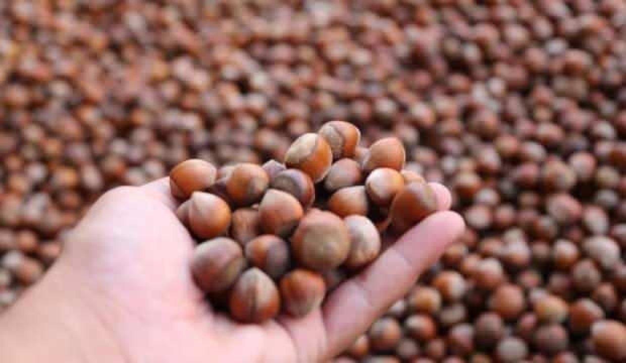 Düzce’de fındık tüccarlarına operasyon