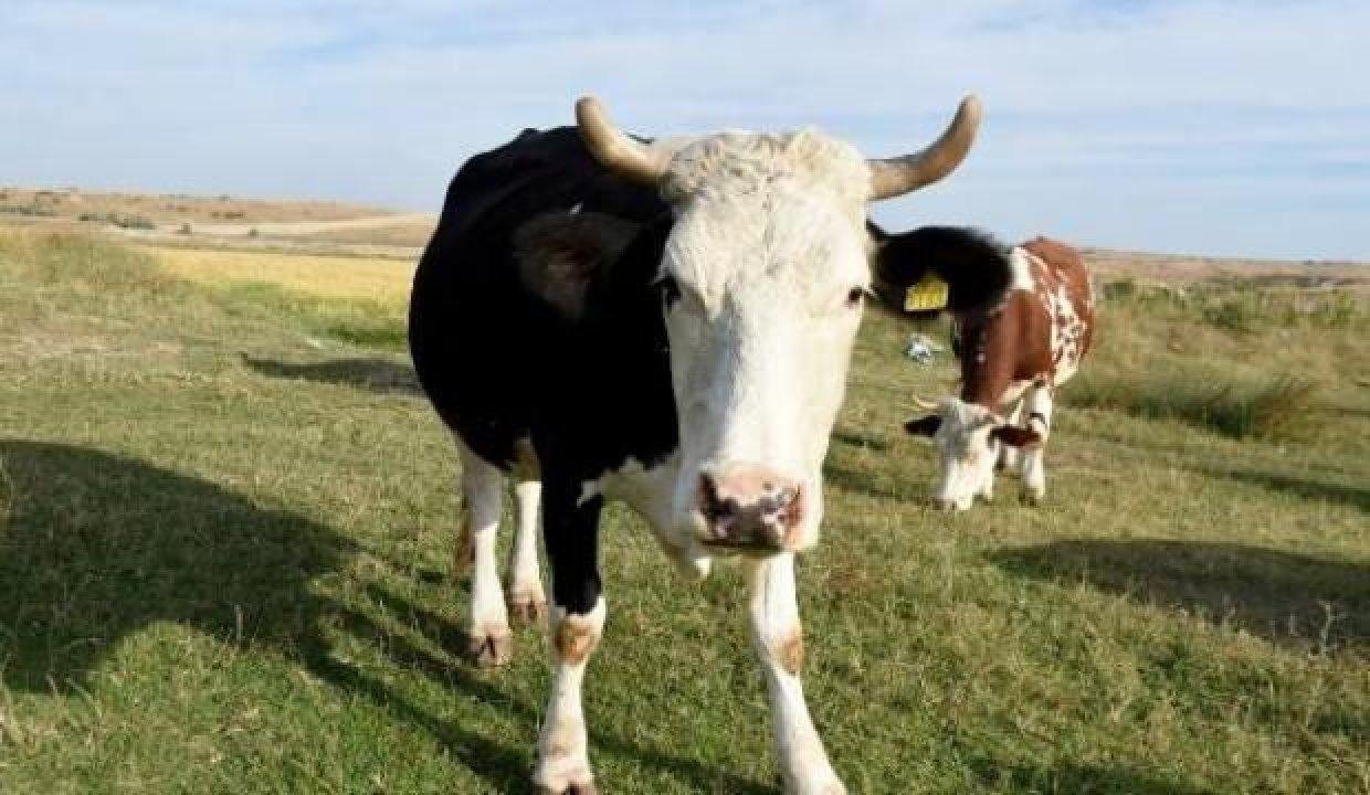 Edirne’nin 8 köyünde ‘mavi dil’ karantinası