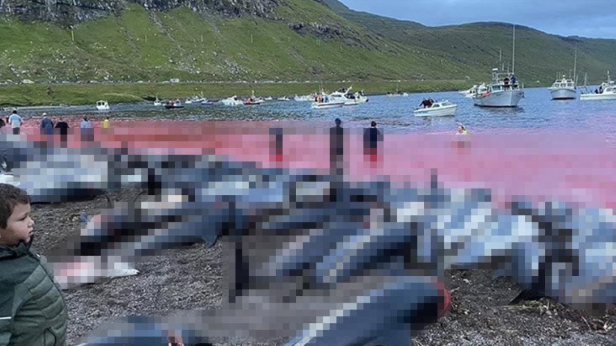 Faroe Adaları’ndaki “festivalde” 1500’e yakın balina ve yunus katledildi