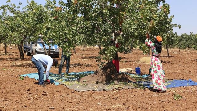 Geçen yıl tarlada 18 lira olan fıstığın kilosu 120 liraya satıldı! Bu yıl verim az olduğu için daha da pahalanacak