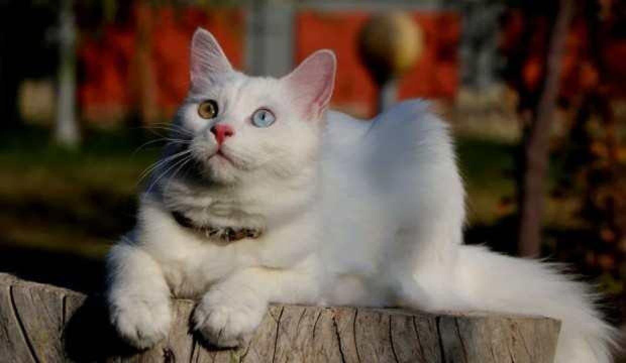 Helsinki Üniversitesi’ne ‘Van kedisi’ tepkisi