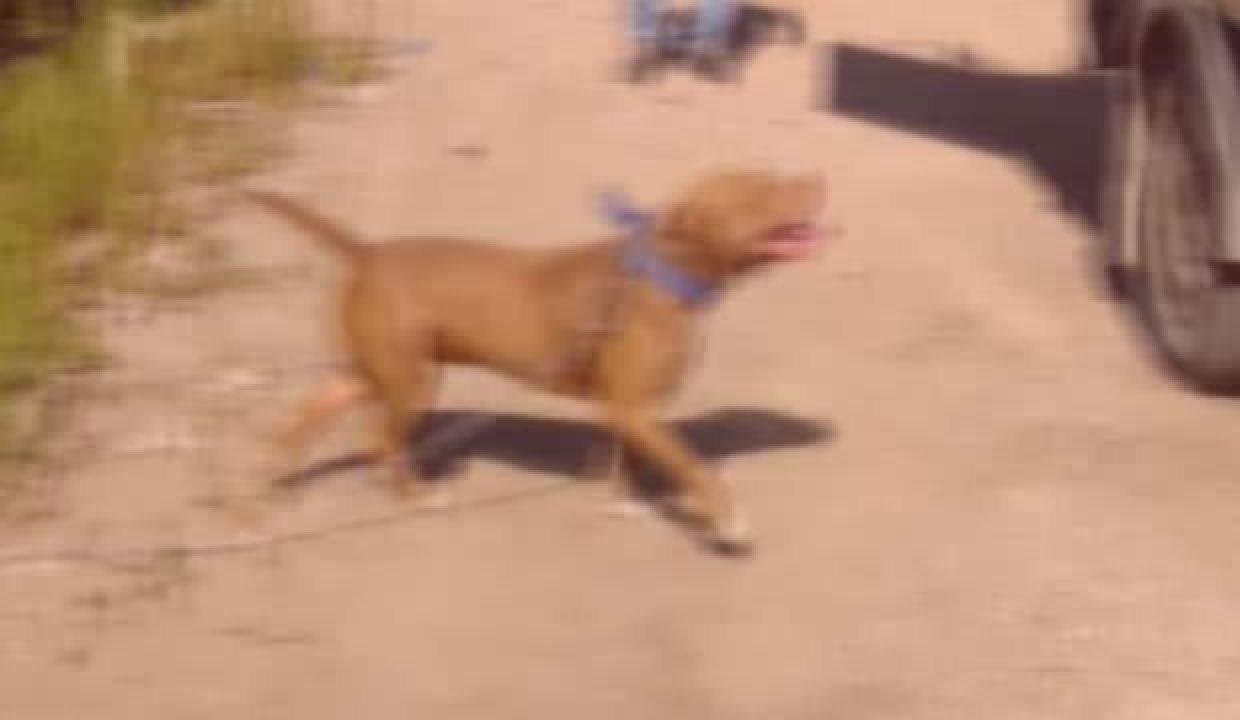 Her yıl yaklaşık 59 bin insan kuduz nedeniyle hayatını kaybediyor