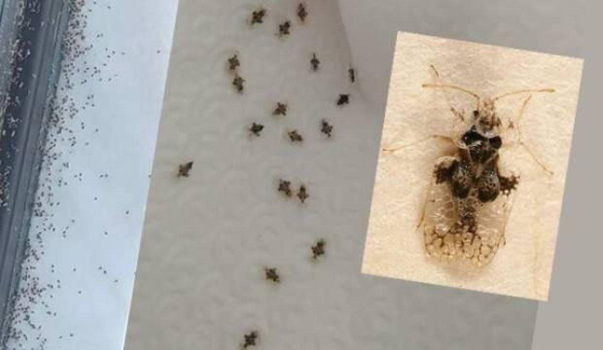 İstanbul’da ‘dantel böceği’ istilası! İnsan vücuduna yapışıyor
