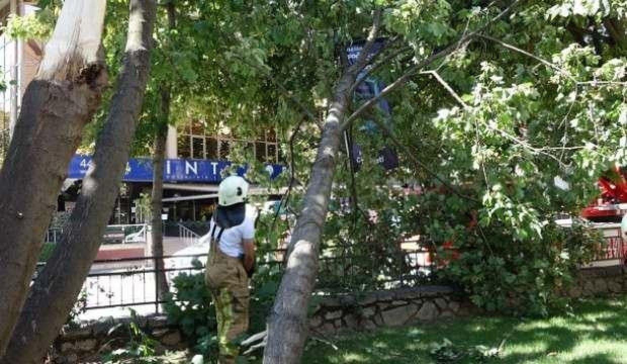 İstanbul’da şiddetli rüzgar ağaçları devirdi