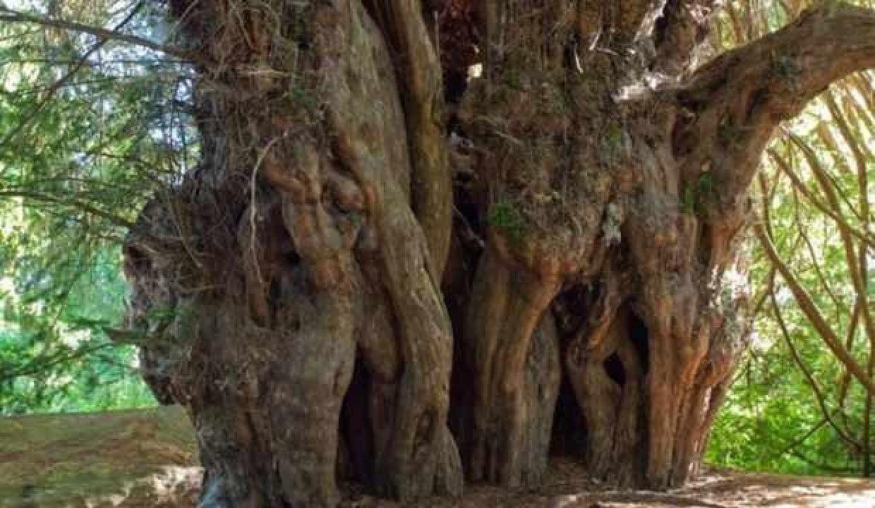 Kanser hücrelerini yok eden ilaç bileşiği tespit edildi