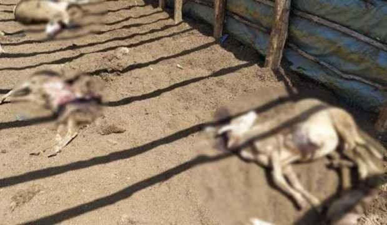 Kastamonu’da ayı saldırısı: 25 koyun öldü