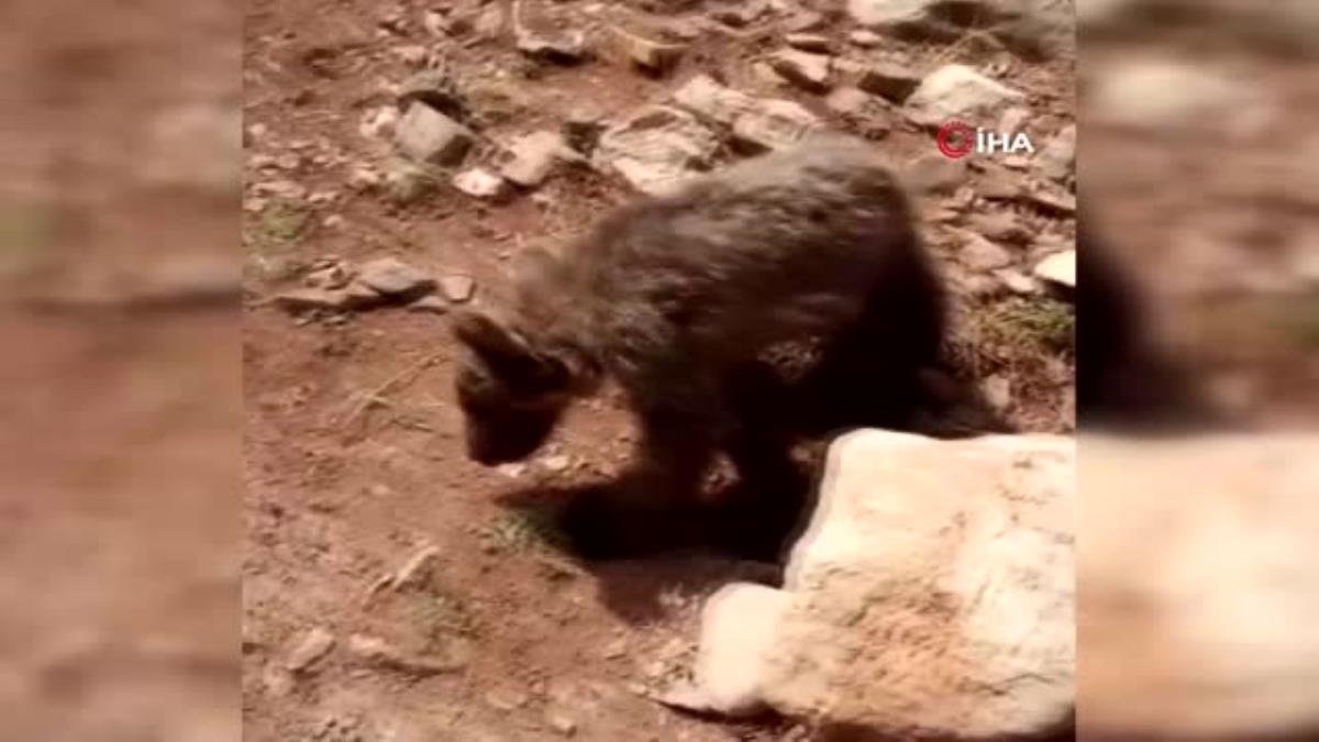 Kayalıklardan düşerek yaralanan yavru ayı ‘Elfi’ tedavisi için Bursa’ya gönderildi