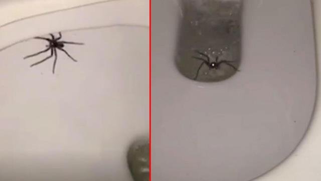 Klozete oturacağı sırada avcı örümceği gören kişi korkuyla sarsıldı! Sifonu çekmesi de işe yaramadı